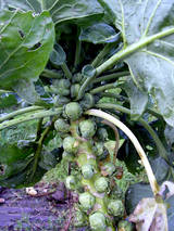 0070_20121214_0733_Brussels_Sprouts.jpg