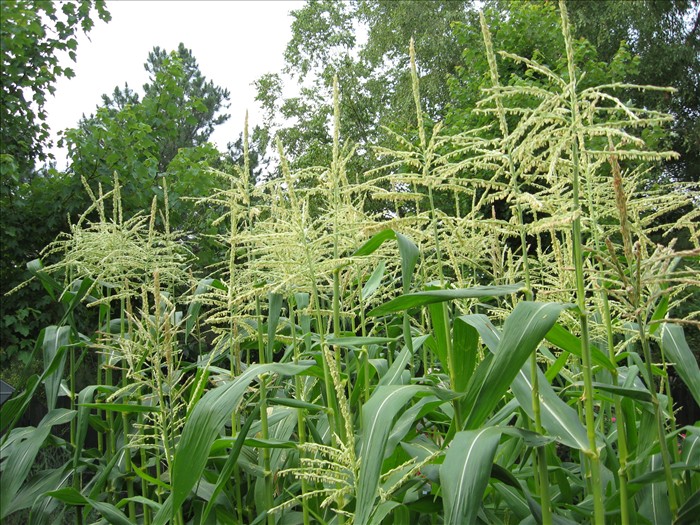 0370_20080620_1754_2008IMG_0579_Corn.jpg