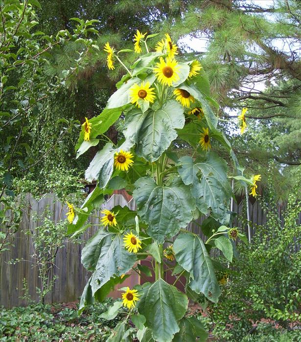 0200_20060726_1733_MultiheadedSunflower1.jpg